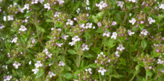 Usi del timo 747 0 085 Timo